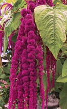 50 Amaranthus Magenta Dread Locks / Aka Purple Love Lies Bleeding Flower Seeds G - £8.52 GBP