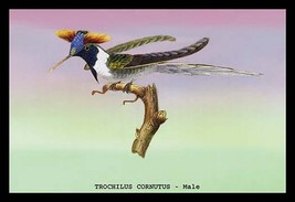 Hummingbird: Trochilus Cornutus - Male by Sir William Jardine - Art Print - £17.29 GBP+