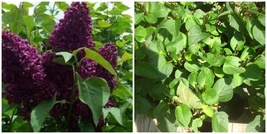 Syringa &#39;monge&#39; - Lilac - Fragrant -PLANT-APPROX 7-10 Inch - DORMANT/LEAFLESS - £31.16 GBP