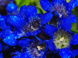 Seeds 30 Dark Blue NIKITA GENTIAN Gentiana Dahurica Siberian Flower Herb Seeds - £21.17 GBP