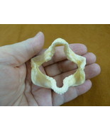 (sj500-24) 2-1/2&quot; Zebra Bullhead SHARK jaw sharks jaws teeth Heterodontu... - $89.79 CAD