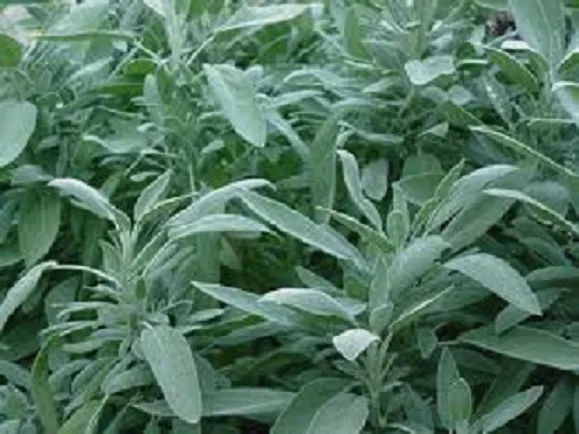 100 Broad Leaf Sage Seeds Herb Seeds (Perennial) - £8.97 GBP