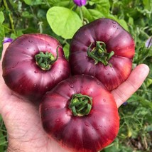 Heirloom Amethyst Jewel Tomato Seeds (5) - Vibrant Purple Fruit, Organic Gardeni - £5.59 GBP
