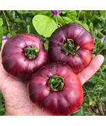 Heirloom Amethyst Jewel Tomato Seeds (5) - Vibrant Purple Fruit, Organic... - £5.58 GBP