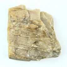 Petrified Wood South Dakota 1 lb 1.6 oz 3.5” x 4" x ~1" Wooden Rock Stone Fossil image 5