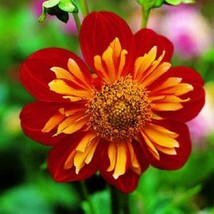 35 + Marigold Paprika Annuel Fleur Semences  SS - £11.00 GBP