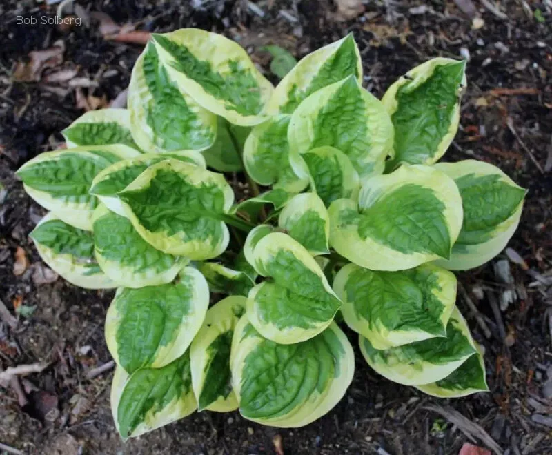 Hosta Fruit Loop Well Rooted 5.25 Inch Pot Plant Compact Cultivar - $42.64