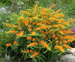 50 Orange Butterfly Weed Seeds Native Wildflower Container Garden Heat Cold Easy - £12.19 GBP