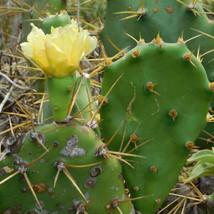 Opuntia Dillenii Beach Prickly Pear Cactus Fresh Seeds - £14.09 GBP