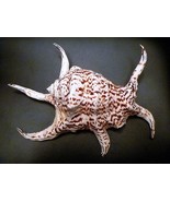 Spider Conch 5&quot; - 8&quot; chiragra lambis sea shells ocean beach theme h... - €21,55 EUR