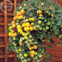 Tumbling Tom Yellow Cherry Tomato 100 Seeds Edible Hanging Tomato Plants E3740 G - $7.44