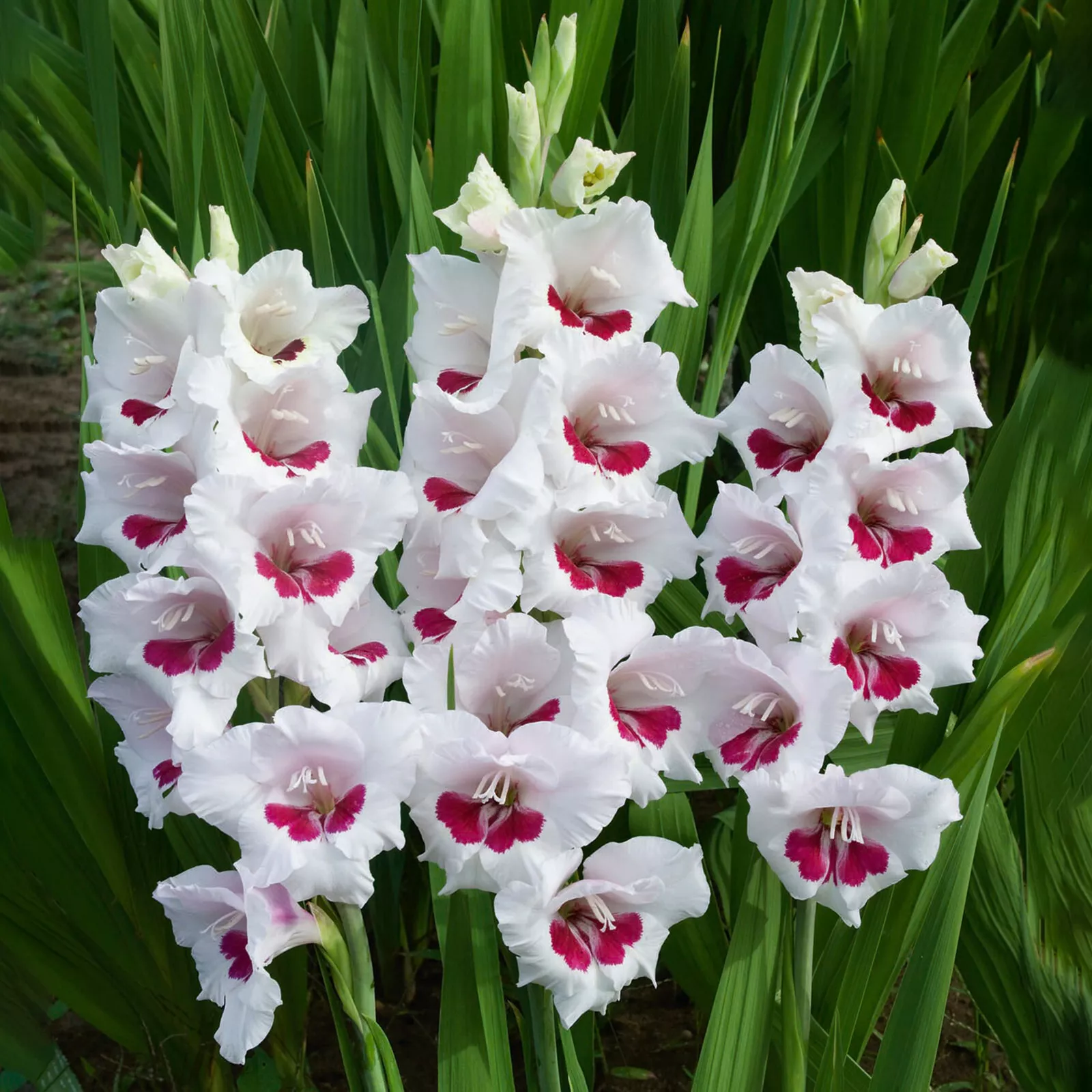 Fiorentina Gladiolus Flower 30 Bulbs - £26.20 GBP