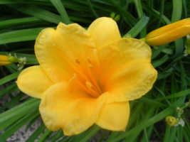 Stella de oro daylily 5 fans/root systems  - $8.95