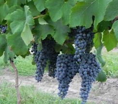 NORTON CYNTHIANA Red Wine Grape Vine 4-6 FT Tall Live Plant Vineyard Gro... - $1,720.60 MXN