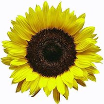 Sunflower, Lemon Queen, 200 Seeds Large Beautiful Vivid Colorful Blooms - £4.73 GBP