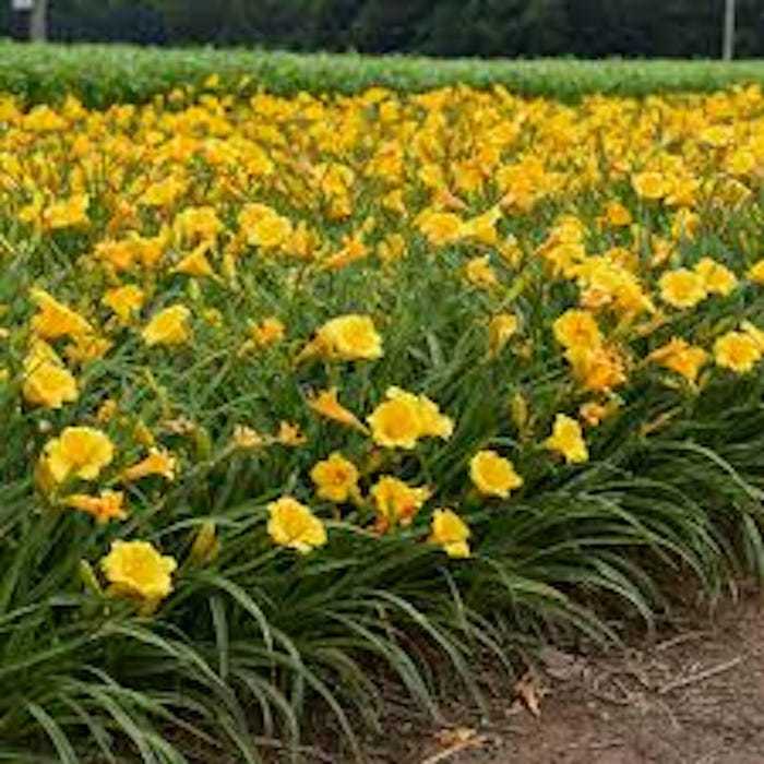3 Stella De Oro Daylily Hemerocallis Golden Yellow Daylily Cold Hardy Ba... - $18.40