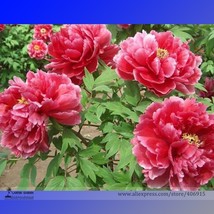 Rare &#39;Cao Zhou Hong&#39; Fresh Red Peony Tree Flower Seeds, Professional Pack, 5 See - £2.79 GBP