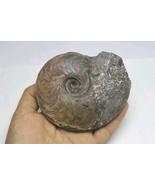 Harpoceras Ammonite Fossil – Exquisite Toarcian Jurassic Specimen from Morocco  - $74.25
