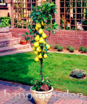 Pear Mini Pear Tree Seed Super Sweet Fruit Seed Quality Potted - $16.99