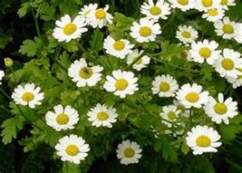 HS Feverfew Parthenium 100 Seeds    - £4.76 GBP