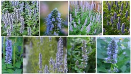 VP Mint Blue Agastache Hyssop Perennial Mint Herb 25 Seeds Usa Seller - £2.78 GBP