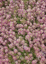 Alyssum Sweet Dwarf Pink 4” Groundcover Fragrant Butterflies 1000 Seeds From US - £7.82 GBP