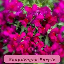 5846 snapdragon purple pop thumb200