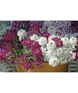 Alyssum  flower seeds ,violet queen,lobularia maritima, gardening, flowe... - $91.84 MXN Alyssum  flower seeds ,violet queen,lobularia maritima, gardening, flowe... - $91.84 MXN