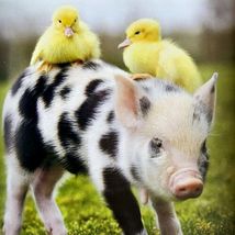 Teacup Pigs by Richard Austin Adorable Pet Pictures Small Hardcover Gift Book image 5