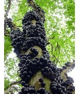 4&quot; Pot Myrciaria Cauliflora Jabuticaba Tree Live House Plant Outdoors or... - £55.14 GBP