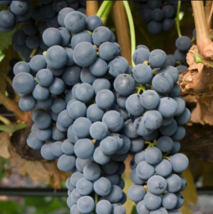 PINOT Noir Grape Vine - 1 Bare Root Live Plant - Buy 4 get 1 free! - $28.45+