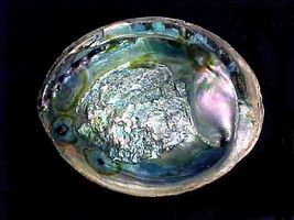 Abalone Sea Shells, Natural Rainbow Abalone, Mother of Pearl Shells, Large Ocean - £15.72 GBP
