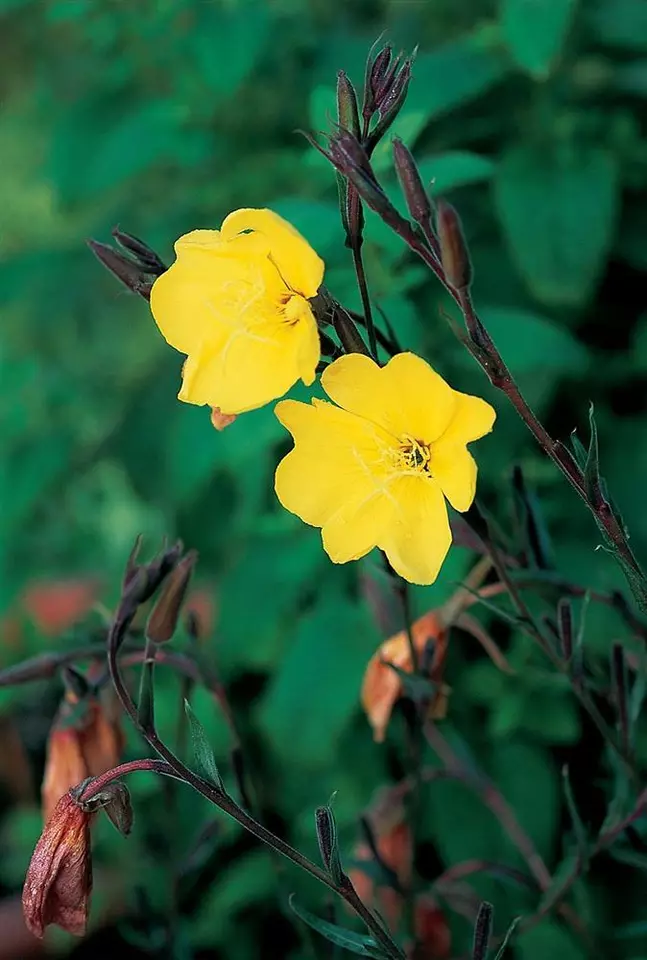 BStore 2000 Common Evening Primrose Beautiful Yellow Flowers Seeds Start... - $180.63 MXN