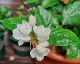 16 Seeds Jasmine Fragrant flower potted Garden - £6.16 GBP