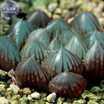 Haworthia Obt Black Succulent Plants Seeds 5 Seeds Lovely Bonsai Succulent Plant - £12.78 GBP