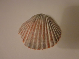 Genuine Sea Shell - $0.99
