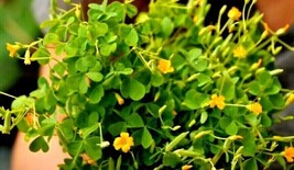 50 Seeds Yellow Wood Sorrel Oxalis Stricta Organic Lemon Clover Sourgras 16From  - $8.35