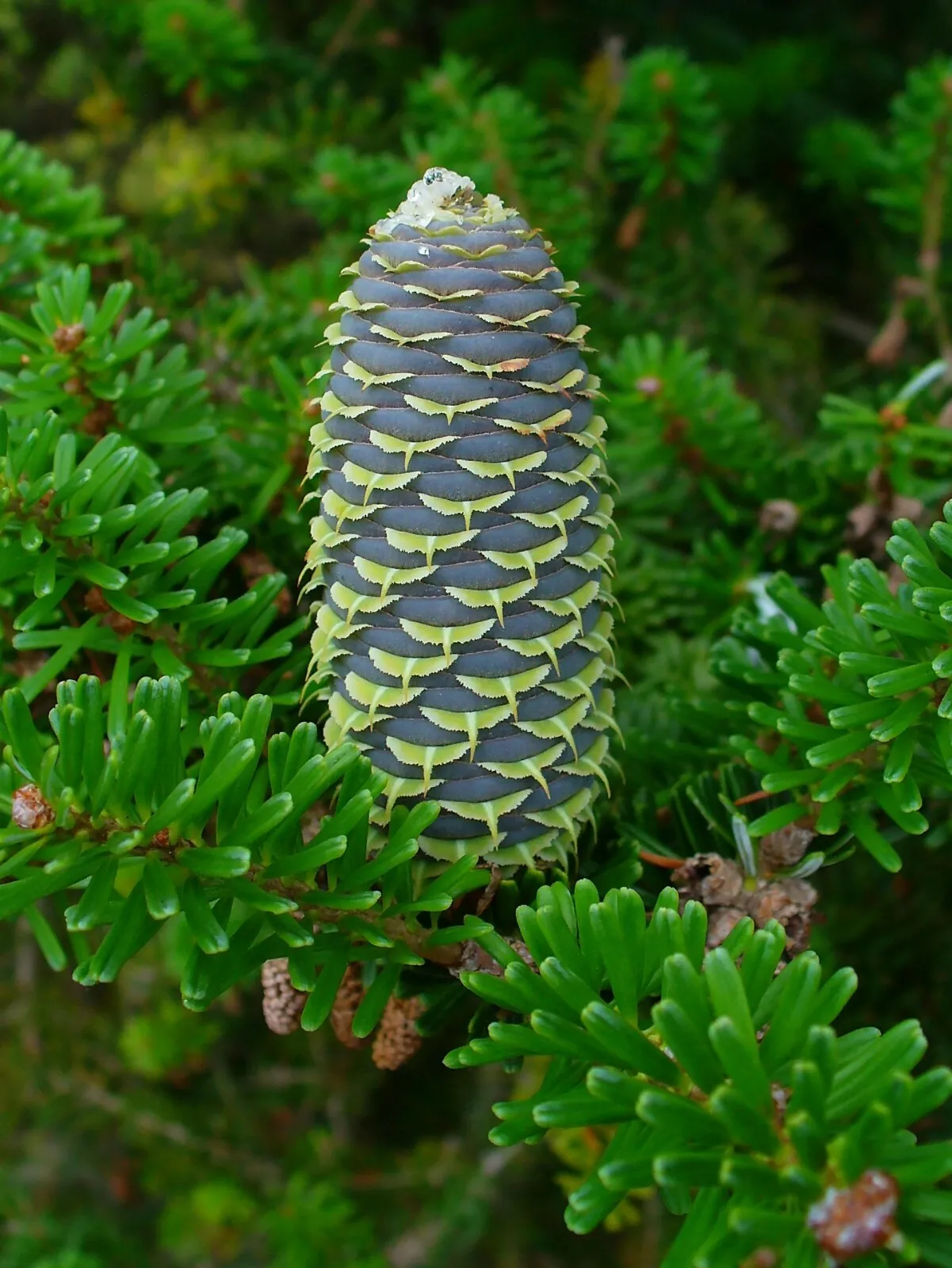 20 Korean Fir Seeds Or Abies Koreana USA Seller - £6.72 GBP