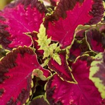 Coleus Seeds Fairway Rose 50 Thru 500 Seeds Non Pelleted Seeds Fresh Garden - $14.25