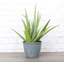 1 Pcs Aloe Vera Plant - Gray Rustic Planter - 6&quot; Diameter Live Houseplant - £75.60 GBP