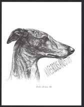 #378 GREYHOUND  portrait dog art print * Pen and ink drawing * Jan Jellins - $12.50