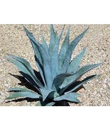 200 Seeds Agave Tequilana Seeds - $308.72 MXN