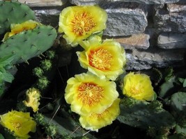 20 Prickly Pear Cactus Flower Seeds Winter Hardy Perennial From US  - £6.62 GBP