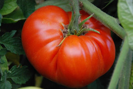 PWO 50 Seeds Genuwine Tomato Juicy Tomatoe Vegetable Garden Edible Food - $4.39