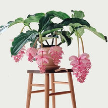 10 seeds Medinilla Magnifica Flower Seeds Easy To Grow - £6.38 GBP