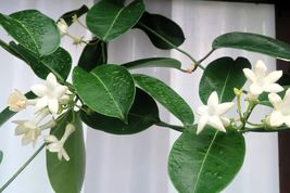4&quot; Pot Madagascar Jasmine Live Plant - Stephanotis - Bridal Wreath - £27.01 GBP