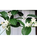 4&quot; Pot Madagascar Jasmine Live Plant - Stephanotis - Bridal Wreath - £26.57 GBP