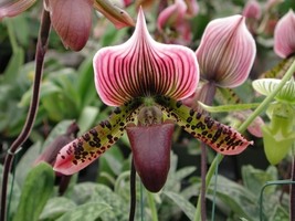 Paphiopedilum Orchid Flower White Pink &#39;Tiger’ Flowers, 100 SEEDS D - £11.37 GBP