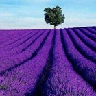 urple Lavender Flower Herb Seeds Flower Seed for Planting Indoor/Outdoor... - $8.00