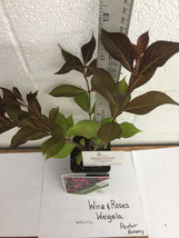 WINE & ROSES® Reblooming Weigela PP#10772 image 4